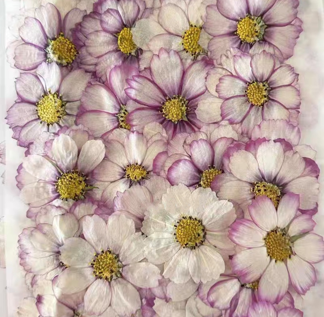 60pcs Pressed Dried Cosmos Flo - Resin Art Baby recension och pris